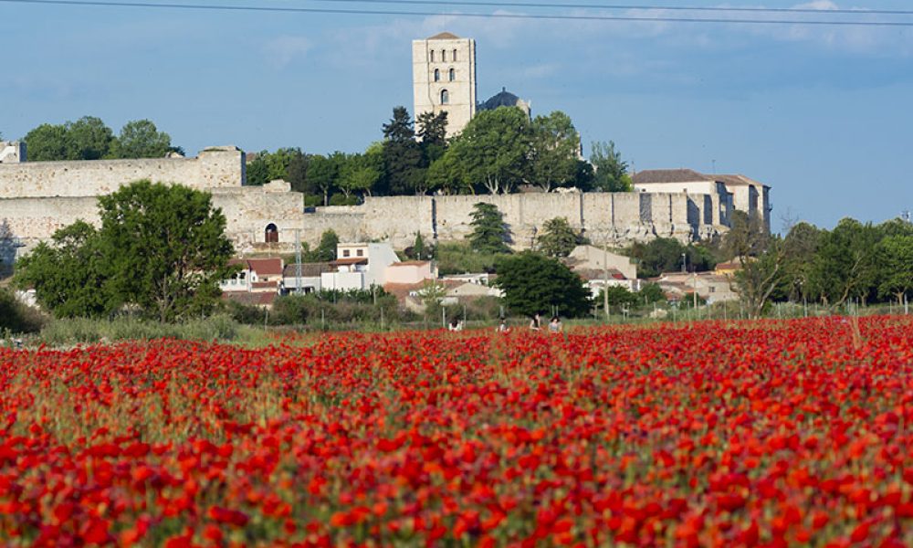 Amapolas Zamora